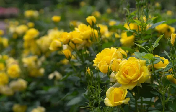 Roses, buds, yellow, bokeh, rose Bush