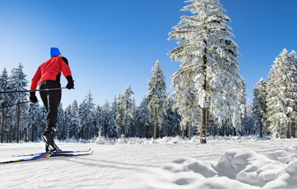 Picture snow, men, ski, pines