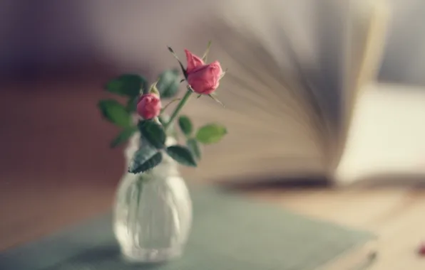 Picture roses, bouquet, focus, book, vase, pink