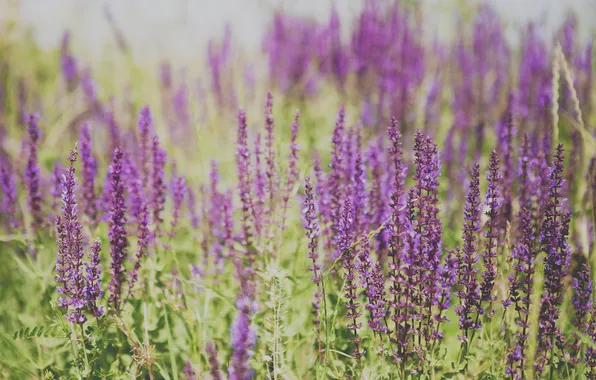Purple, flowers, petals, lilac
