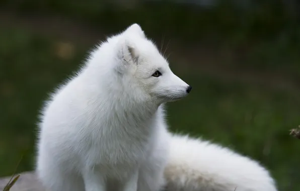 White, predator, profile, fur, Fox