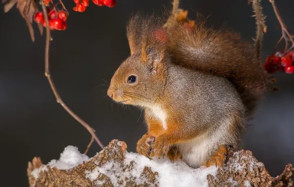 Snow, branches, berries, protein, red, Rowan, stump