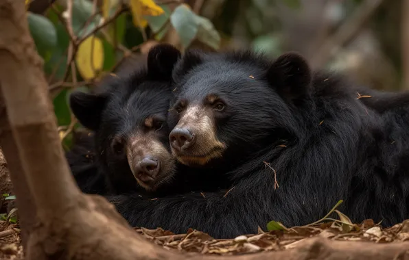 Look, tree, together, bear, bears, pair, black, muzzle