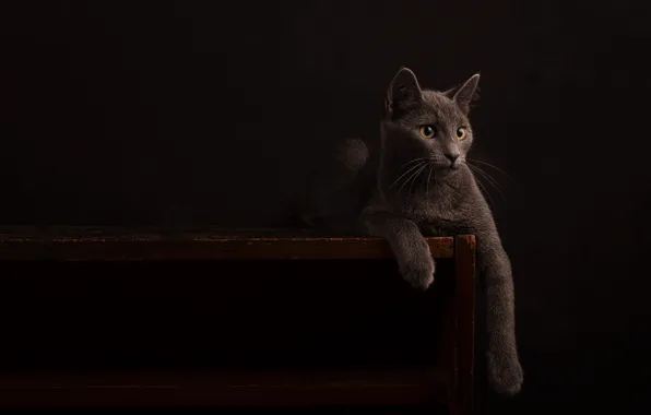 Cat, cat, look, pose, the dark background, kitty, grey, lies