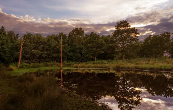 Picture autumn, forest, grass, clouds, reflection, shore, the evening, pond