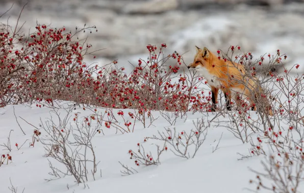 Winter, snow, branches, red, berries, thickets, fruit, briar