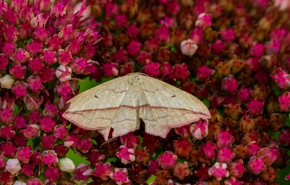 Flowers, wings, moth, closeup