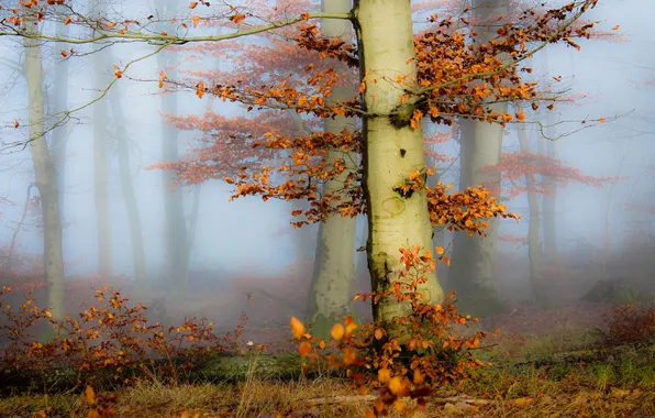 Autumn, forest, trees, branches, fog, Park, trunks, foliage