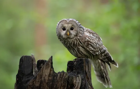 Look, owl, bird, stump, green background, bokeh, owl