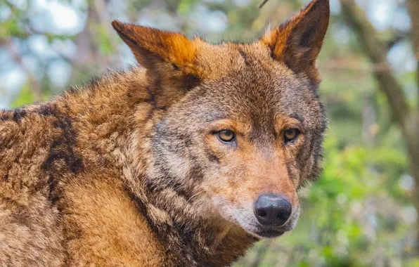 Predator, wolf, portrait, portrait., red wolf, Canis lupus. face