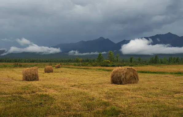 Field, forest, clouds, mountains, fog, overcast, dal, hay