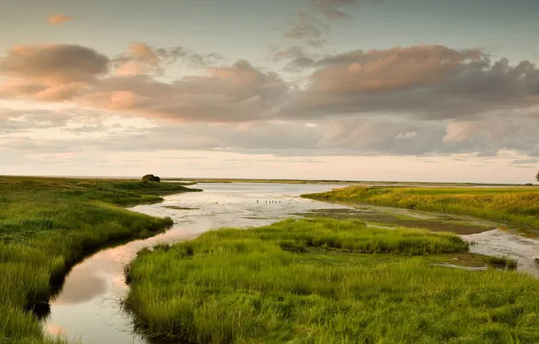 Picture grass, river, stream, swamp, Canada, Shediac