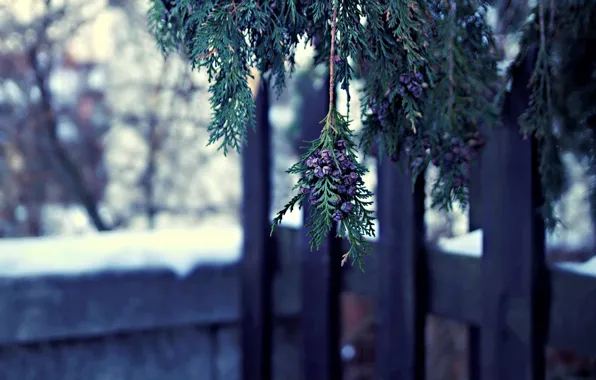 Winter, macro, nature, tree, branch, thuja, bumps