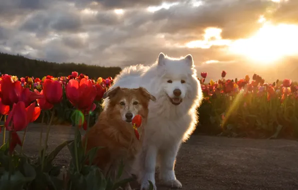 Look, pose, dog, face, Samoyed