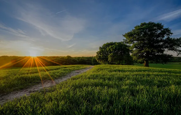 Picture field, trees, sunset, England, Kent, path, England, Kent