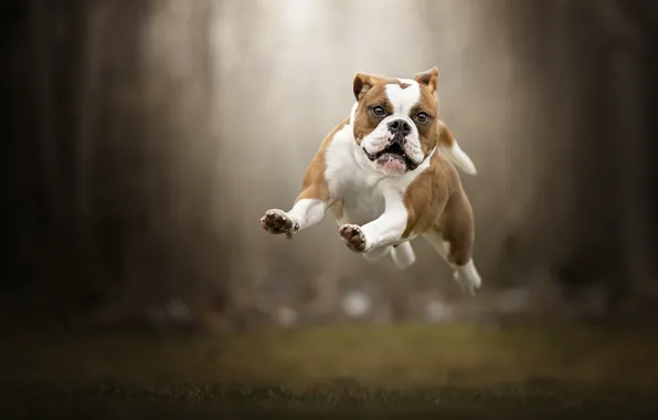Flight, jump, dog, walk, bokeh, English bulldog