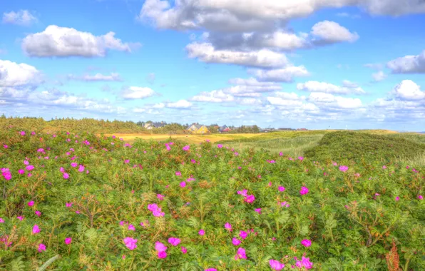Beach, the sky, clouds, flowers, field, home, the bushes