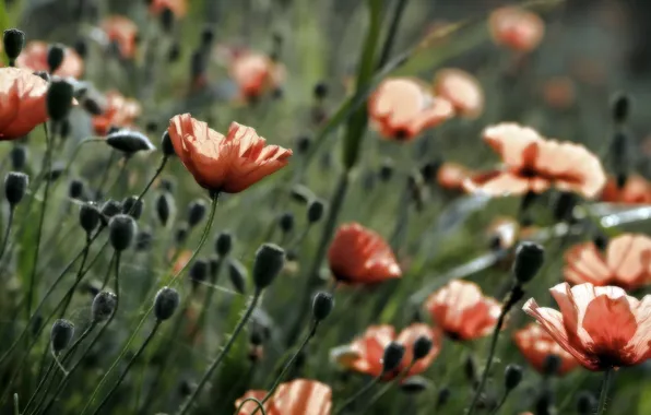 Flowers, nature, Maki