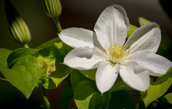 Picture macro, clematis, clematis