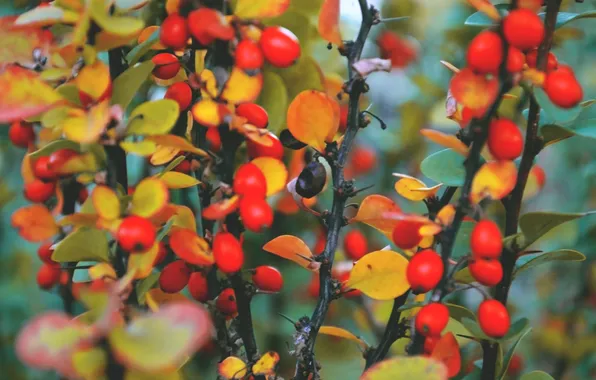 Autumn, macro, orange, red, berries, paint, criada