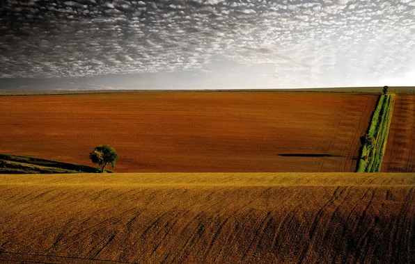 Picture the sky, clouds, trees, tree, hills, field, the evening, horizon
