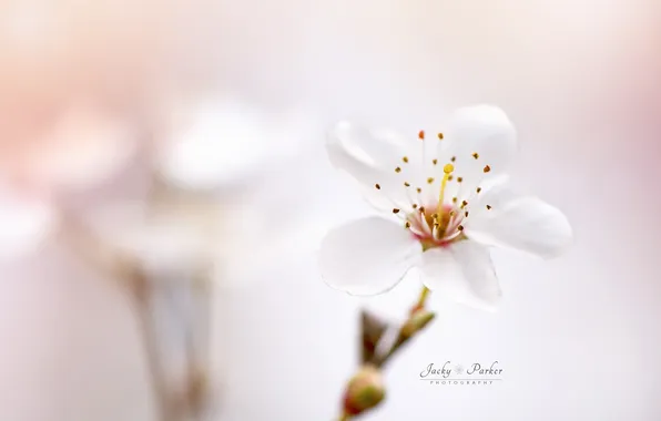 Picture flower, spring, bokeh