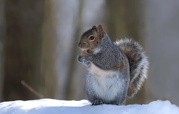 Snow, background, protein