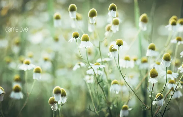 Picture macro, chamomile, photographer, photography, photographer, macro, Björn Wunderlich