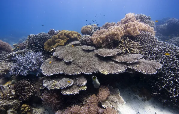 Underwater, sea, ocean, diving, tropical, coral, coralsea