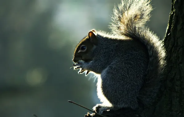 Picture TREE, TRUNK, TAIL, FLUFFY, PROTEIN