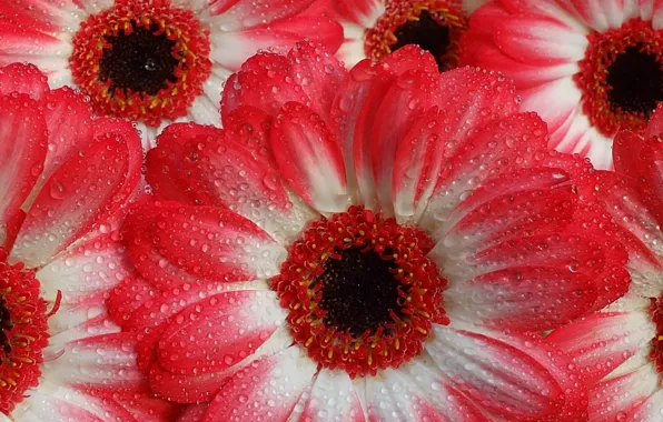 Water, gerberas, droplets