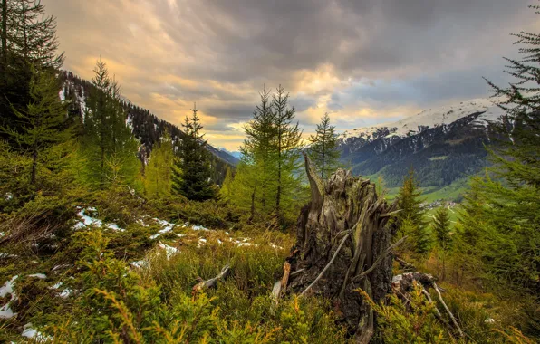 Wallpaper mountains, nature, stump