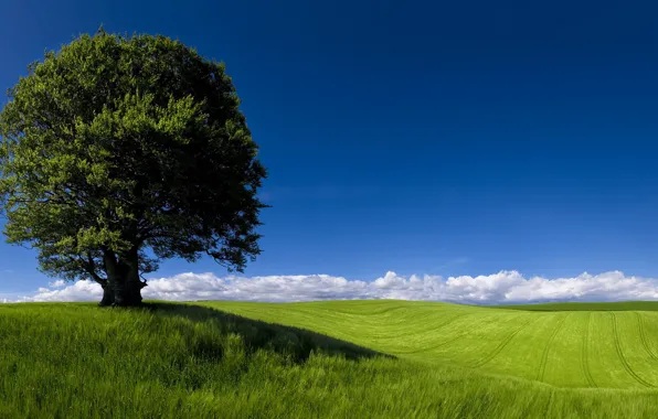 Landscape, Cardiff, Green Horizons, Fields, Newpor