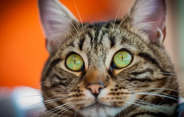 Cat, face, green, striped