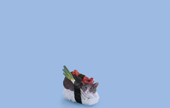 Cat, look, food, Koshak, sushi