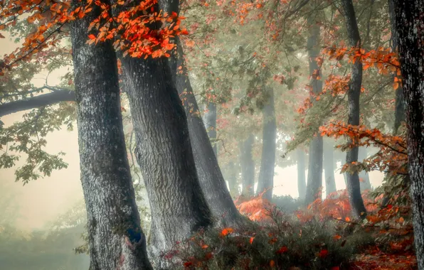 Wallpaper forest, autumn, trees