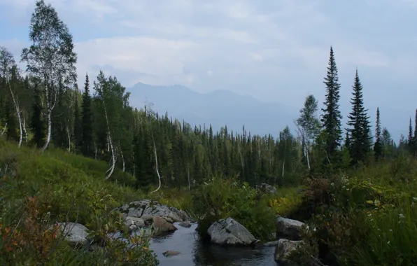 Forest, mountains, stream, contour, birch, Siberia