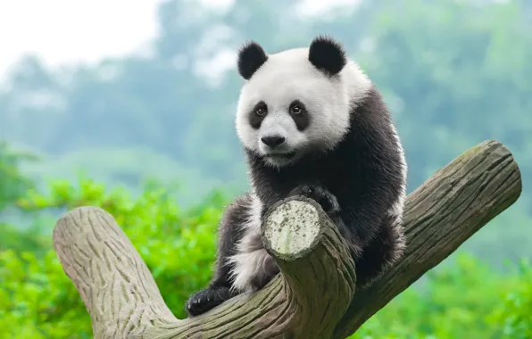Look, tree, bear, Panda, bear, snag, bitches