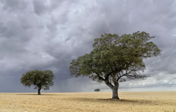 Field, the sky, trees