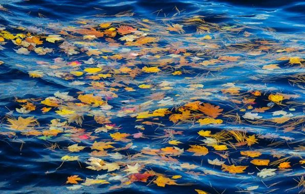 Autumn, leaves, water, river, stream, needles