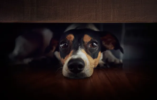 Picture look, face, dog