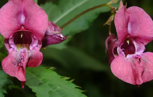 Macro, flowers, predators, red