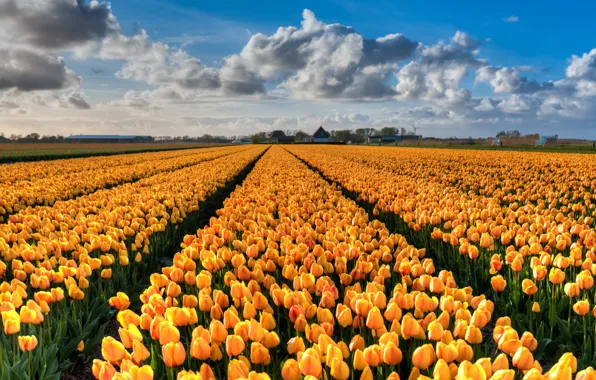 Field, clouds, flowers, blue, beauty, spring, yellow, tulips
