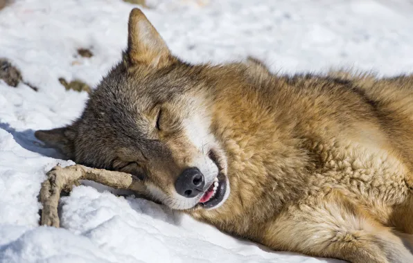 Picture winter, face, snow, stay, wolf, sleep, branch, sleeping