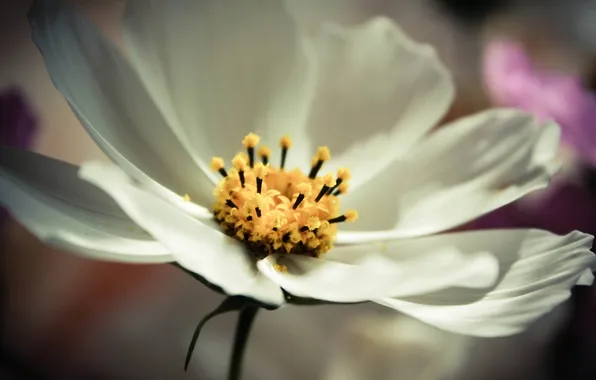 White, flowers, petals