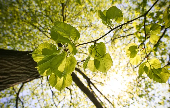 Leaves, macro, light, branches, Tree