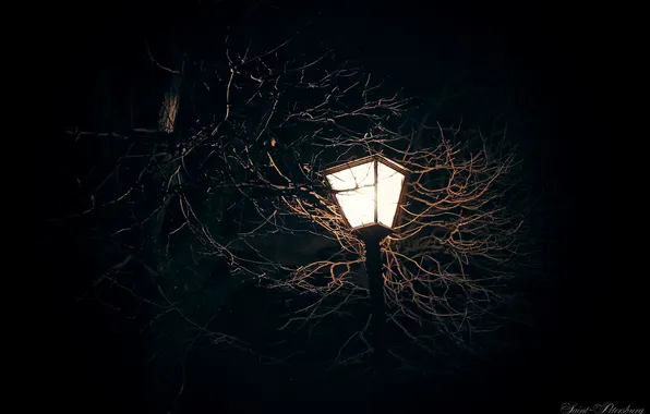 Picture light, night, branches, tree, Saint Petersburg, lantern, light, night