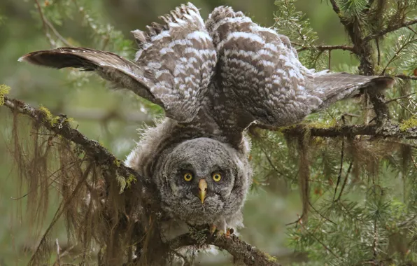 Picture branches, owl, bird, wings, Great grey owl