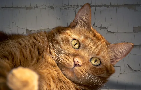 Cat, cat, look, cracked, pose, wall, portrait, red