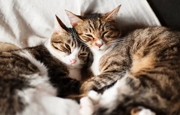 Cat, cat, look, light, cats, pose, comfort, stay